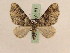  ( - BC PG Lep 0181)  @13 [ ] Copyright (2010) Unspecified Research Collection of Gergely Petranyi