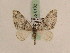  ( - BC PG Lep 0182)  @13 [ ] Copyright (2010) Unspecified Research Collection of Gergely Petranyi