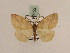  (Heterolocha laminaria - BC PG Lep 0192)  @14 [ ] Copyright (2010) Unspecified Research Collection of Gergely Petranyi