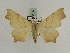  ( - BC PG Lep 0197)  @12 [ ] Copyright (2010) Unspecified Research Collection of Gergely Petranyi