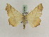  ( - BC PG Lep 0201)  @12 [ ] Copyright (2010) Unspecified Research Collection of Gergely Petranyi