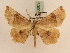  ( - BC PG Lep 0203)  @13 [ ] Copyright (2010) Unspecified Research Collection of Gergely Petranyi