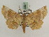 ( - BC PG Lep 0204)  @12 [ ] Copyright (2010) Unspecified Research Collection of Gergely Petranyi