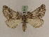  ( - BC PG Lep 0208)  @13 [ ] Copyright (2010) Unspecified Research Collection of Gergely Petranyi