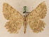  (Gnophos argillata - BC PG Lep 0240)  @15 [ ] Copyright (2010) Unspecified Research Collection of Gergely Petranyi