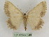  ( - BC PG Lep 0240)  @13 [ ] Copyright (2010) Unspecified Research Collection of Gergely Petranyi