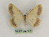  ( - BC PG Lep 0243)  @13 [ ] Copyright (2010) Unspecified Research Collection of Gergely Petranyi