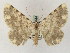  (Gnophos gorgata - BC PG Lep 0244)  @15 [ ] Copyright (2010) Unspecified Research Collection of Gergely Petranyi