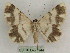  ( - BC PG Lep 0244)  @13 [ ] Copyright (2010) Unspecified Research Collection of Gergely Petranyi