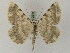  ( - BC PG Lep 0245)  @14 [ ] Copyright (2010) Unspecified Research Collection of Gergely Petranyi