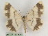  ( - BC PG Lep 0245)  @13 [ ] Copyright (2010) Unspecified Research Collection of Gergely Petranyi