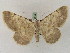  (Gnophos elahiGP01Ir - BC PG Lep 0249)  @14 [ ] Copyright (2010) Unspecified Research Collection of Gergely Petranyi