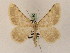  (Gnophos culminataGP01Ir - BC PG Lep 0250)  @14 [ ] Copyright (2010) Unspecified Research Collection of Gergely Petranyi