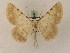  ( - BC PG Lep 0251)  @14 [ ] Copyright (2010) Unspecified Research Collection of Gergely Petranyi