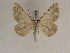 ( - BC PG Lep 0252)  @13 [ ] Copyright (2010) Unspecified Research Collection of Gergely Petranyi