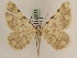  (Gnophos elahi - BC PG Lep 0253)  @14 [ ] Copyright (2010) Unspecified Research Collection of Gergely Petranyi