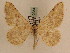  ( - BC PG Lep 0254)  @14 [ ] Copyright (2010) Unspecified Research Collection of Gergely Petranyi