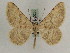  ( - BC PG Lep 0255)  @14 [ ] Copyright (2010) Unspecified Research Collection of Gergely Petranyi