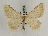  (Charissa glaucinaria ardekana - BC PG Lep 0256)  @11 [ ] Copyright (2010) Unspecified Research Collection of Gergely Petranyi