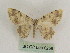  (Charissa pseudodubitariaGP01Ir - BC PG Lep 0258)  @14 [ ] Copyright (2010) Unspecified Research Collection of Gergely Petranyi