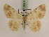  (Charissa pseudodubitaria - BC PG Lep 0259)  @12 [ ] Copyright (2010) Unspecified Research Collection of Gergely Petranyi