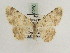  ( - BC PG Lep 0260)  @14 [ ] Copyright (2010) Unspecified Research Collection of Gergely Petranyi