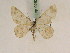  ( - BC PG Lep 0262)  @13 [ ] Copyright (2010) Unspecified Research Collection of Gergely Petranyi