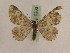  (Charissa stachyphorusGP01Ir - BC PG Lep 0263)  @13 [ ] Copyright (2010) Unspecified Research Collection of Gergely Petranyi