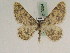  ( - BC PG Lep 0264)  @13 [ ] Copyright (2010) Unspecified Research Collection of Gergely Petranyi