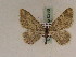  ( - BC PG Lep 0266)  @14 [ ] Copyright (2010) Unspecified Research Collection of Gergely Petranyi