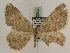  (Gnophos rjabovi - BC PG Lep 0267)  @13 [ ] Copyright (2010) Unspecified Research Collection of Gergely Petranyi