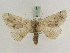  ( - BC PG Lep 0272)  @11 [ ] Copyright (2010) Unspecified Research Collection of Gergely Petranyi