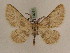  ( - BC PG Lep 0274)  @13 [ ] Copyright (2010) Unspecified Research Collection of Gergely Petranyi