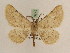  ( - BC PG Lep 0275)  @13 [ ] Copyright (2010) Unspecified Research Collection of Gergely Petranyi