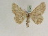  ( - BC PG Lep 0276)  @12 [ ] Copyright (2010) Unspecified Research Collection of Gergely Petranyi