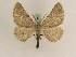  ( - BC PG Lep 0277)  @13 [ ] Copyright (2010) Unspecified Research Collection of Gergely Petranyi