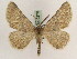 ( - BC PG Lep 0278)  @13 [ ] Copyright (2010) Unspecified Research Collection of Gergely Petranyi