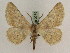  ( - BC PG Lep 0279)  @13 [ ] Copyright (2010) Unspecified Research Collection of Gergely Petranyi