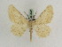  ( - BC PG Lep 0280)  @13 [ ] Copyright (2010) Unspecified Research Collection of Gergely Petranyi