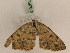  (Charissa variegataGP01Ch - BC PG Lep 0282)  @12 [ ] Copyright (2010) Unspecified Research Collection of Gergely Petranyi