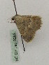  (Charissa variegataGP01Kz - BC PG Lep 0283)  @12 [ ] Copyright (2010) Unspecified Research Collection of Gergely Petranyi