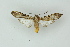  ( - BC ZSM Lep 19203)  @13 [ ] CreativeCommons - Attribution Non-Commercial Share-Alike (2010) Unspecified SNSB, Zoologische Staatssammlung Muenchen