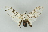  ( - BC ZSM Lep 19220)  @13 [ ] CreativeCommons - Attribution Non-Commercial Share-Alike (2010) Unspecified SNSB, Zoologische Staatssammlung Muenchen