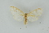  ( - BC ZSM Lep 19241)  @13 [ ] CreativeCommons - Attribution Non-Commercial Share-Alike (2010) Unspecified SNSB, Zoologische Staatssammlung Muenchen