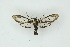 ( - BC ZSM Lep 19247)  @13 [ ] CreativeCommons - Attribution Non-Commercial Share-Alike (2010) Unspecified SNSB, Zoologische Staatssammlung Muenchen