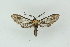  ( - BC ZSM Lep 19248)  @12 [ ] CreativeCommons - Attribution Non-Commercial Share-Alike (2010) Unspecified SNSB, Zoologische Staatssammlung Muenchen