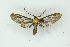  ( - BC ZSM Lep 19249)  @12 [ ] CreativeCommons - Attribution Non-Commercial Share-Alike (2010) Unspecified SNSB, Zoologische Staatssammlung Muenchen