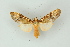  ( - BC ZSM Lep 19283)  @13 [ ] CreativeCommons - Attribution Non-Commercial Share-Alike (2010) Unspecified SNSB, Zoologische Staatssammlung Muenchen