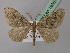  (Xanthorhoe rupicola - BC ZSM Lep 19557)  @14 [ ] CreativeCommons - Attribution Non-Commercial Share-Alike (2010) Unspecified SNSB, Zoologische Staatssammlung Muenchen