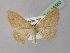  ( - BC ZSM Lep 19560)  @14 [ ] CreativeCommons - Attribution Non-Commercial Share-Alike (2010) Unspecified SNSB, Zoologische Staatssammlung Muenchen